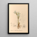 Geneeskrachtige planten Pl094 - Charles Frederick Millspaugh — ingelijst kunstwerk aan de muur