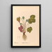 Reproductie van het schilderij Geneeskrachtige planten Pl095 - Charles Frederick Millspaugh