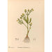 Geneeskrachtige planten Pl096 - Charles Frederick Millspaugh — weergave van het kunstwerk