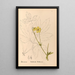 Reproductie van het schilderij Geneeskrachtige planten Pl097 - Charles Frederick Millspaugh