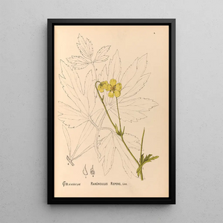 Charles Frederick Millspaugh - Medicinal Plants Pl097.webp