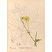 Reproductie van het schilderij Geneeskrachtige planten Pl097 - Charles Frederick Millspaugh