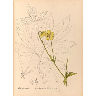 Charles Frederick Millspaugh - Medicinal Plants Pl097.webp