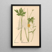 Reproductie van het schilderij Geneeskrachtige planten Pl099 - Charles Frederick Millspaugh