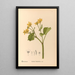 Reproductie van het schilderij Geneeskrachtige planten Pl100 - Charles Frederick Millspaugh