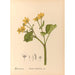 Reproductie van het schilderij Geneeskrachtige planten Pl100 - Charles Frederick Millspaugh