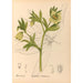 Geneeskrachtige planten Pl101 - Charles Frederick Millspaugh — weergave van het kunstwerk