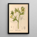 Geneeskrachtige planten Pl101 - Charles Frederick Millspaugh — ingelijst kunstwerk aan de muur