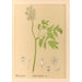 Geneeskrachtige planten Pl103 - Charles Frederick Millspaugh — weergave van het kunstwerk