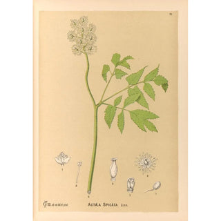 Charles Frederick Millspaugh - Medicinal Plants Pl103.webp