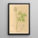 Geneeskrachtige planten Pl103 - Charles Frederick Millspaugh — ingelijst kunstwerk aan de muur