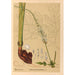 Plantenmedicinale Schilderij Pl104 - Charles Frederick Millspaugh — weergave van het kunstwerk