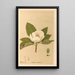 Reproductie van het schilderij Planten medicinale Pl105 - Charles Frederick Millspaugh
