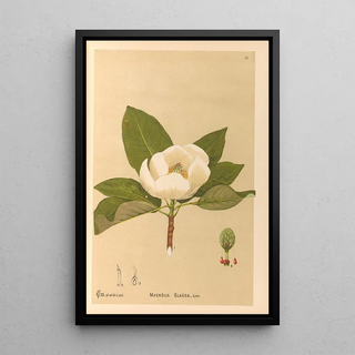 Charles Frederick Millspaugh - Medicinal Plants Pl105.webp