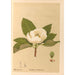 Reproductie van het schilderij Planten medicinale Pl105 - Charles Frederick Millspaugh