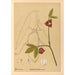 Geneeskrachtige planten Pl106 - Charles Frederick Millspaugh — weergave van het kunstwerk
