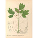 Reproductie van het schilderij Geneeskrachtige planten Pl109 - Charles Frederick Millspaugh