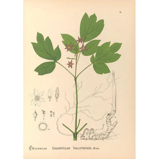 Charles Frederick Millspaugh - Medicinal Plants Pl109.webp