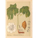 Geneeskrachtige planten Pl110 - Charles Frederick Millspaugh — weergave van het kunstwerk