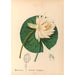Reproductie van het schilderij Geneeskrachtige planten Pl111 - Charles Frederick Millspaugh