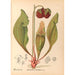 Plantenmedicinale Schilderij Pl112 - Charles Frederick Millspaugh — weergave van het kunstwerk