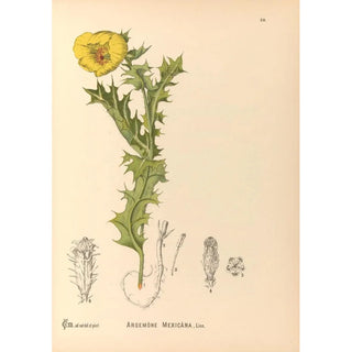 Charles Frederick Millspaugh - Medicinal Plants Pl113.webp