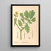 Reproductie van het schilderij Geneeskrachtige planten Pl114 - Charles Frederick Millspaugh