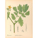 Reproductie van het schilderij Geneeskrachtige planten Pl114 - Charles Frederick Millspaugh