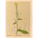 Reproductie van het schilderij Geneeskrachtige planten Pl116 - Charles Frederick Millspaugh
