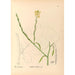 Geneeskrachtige planten Pl117 - Charles Frederick Millspaugh — weergave van het kunstwerk