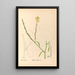 Geneeskrachtige planten Pl117 - Charles Frederick Millspaugh — ingelijst kunstwerk aan de muur