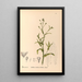 Reproductie van het schilderij Geneeskrachtige planten Pl118 - Charles Frederick Millspaugh