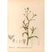 Reproductie van het schilderij Geneeskrachtige planten Pl118 - Charles Frederick Millspaugh