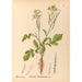 Geneeskrachtige planten Pl119 - Charles Frederick Millspaugh — weergave van het kunstwerk