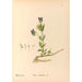 Geneeskrachtige planten Pl120 - Charles Frederick Millspaugh — weergave van het kunstwerk