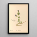 Geneeskrachtige planten Pl120 - Charles Frederick Millspaugh — ingelijst kunstwerk aan de muur