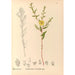 Reproductie van het schilderij Plantenmedicinale Schilderij Pl121 - Charles Frederick Millspaugh