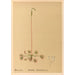 Geneeskrachtige planten Pl122 - Charles Frederick Millspaugh — weergave van het kunstwerk