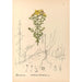 Reproductie van het schilderij Geneeskrachtige planten Pl123 - Charles Frederick Millspaugh