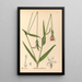Reproductie van het schilderij Geneeskrachtige planten Pl124 - Charles Frederick Millspaugh