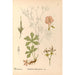 Geneeskrachtige planten Pl125 - Charles Frederick Millspaugh — weergave van het kunstwerk