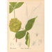 Geneeskrachtige planten Pl127 - Charles Frederick Millspaugh — weergave van het kunstwerk