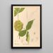 Geneeskrachtige planten Pl127 - Charles Frederick Millspaugh — ingelijst kunstwerk aan de muur