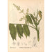 Reproductie van het schilderij Geneeskrachtige planten Pl128 - Charles Frederick Millspaugh