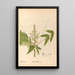 Geneeskrachtige planten Pl129 - Charles Frederick Millspaugh — ingelijst kunstwerk aan de muur
