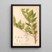 Reproductie van het schilderij Geneeskrachtige planten Pl130 - Charles Frederick Millspaugh