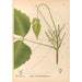 Geneeskrachtige planten Pl131 - Charles Frederick Millspaugh — weergave van het kunstwerk