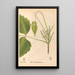 Geneeskrachtige planten Pl131 - Charles Frederick Millspaugh — ingelijst kunstwerk aan de muur