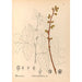 Reproductie van het schilderij Geneeskrachtige planten Pl132 - Charles Frederick Millspaugh