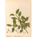 Geneeskrachtige planten Pl134 - Charles Frederick Millspaugh — weergave van het kunstwerk